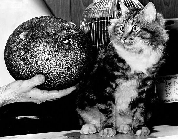 Puss and the Puffer. Purr Puss the Tabby cat living in the Pet Shop at Lordship Lane