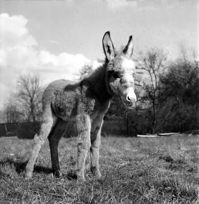 Framed Print : Pygmy donkey at Whipsanade zood. April 1953 D1890 Framed Print : Pygmy donkey at Whipsanade zood. April 1953 D1890