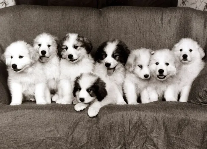 Framed Print : Pyrenean Mountain Dog Puppies - January 1986 8 pups on a sofa A©mirrorpix