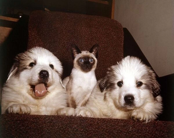 Two Pyrenean Mountain Dog puppies with Weedey the Siamese cat March 1965