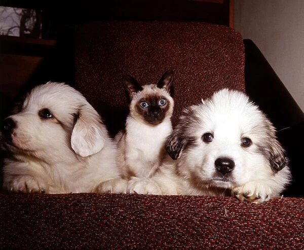 Two Pyrenean Mountain Dog puppies with Wendy the Siamese cat March 1965