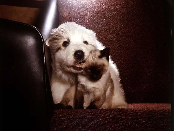 A Pyrenean Mountain Dog puppy with Weedey the Siamese cat March 1965 animal
