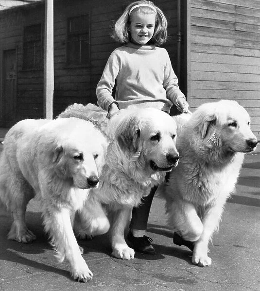 Three Pyrenean Mountain Dogs with their minder