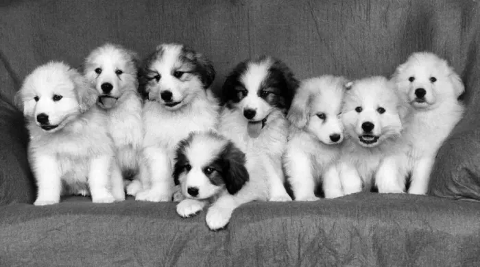 Framed Print : Pyrrenian Mountain Dog Puppies sitting on sofa December 1985 Framed Print : Pyrrenian Mountain Dog Puppies sitting on sofa December 1985