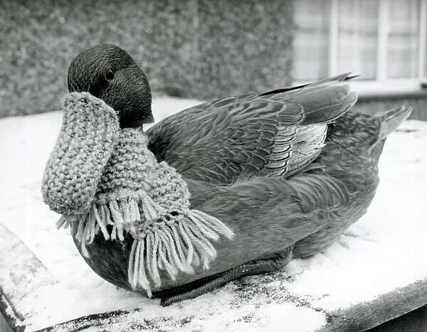 Quackers! Dottie the duck wearing scarf and beak warmer in the snow