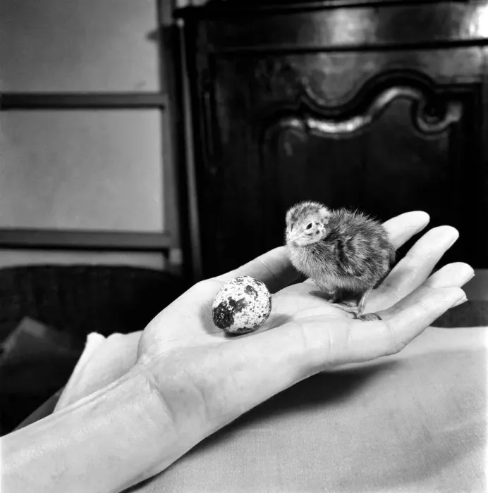 Framed Print : Quail chicks. January 1965 C104-003 Framed Print : Quail chicks. January 1965 C104-003