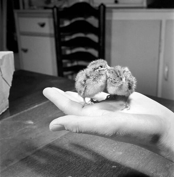 Quail chicks. January 1965 C104-006
