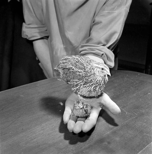 Quail chicks. January 1965 C104-007