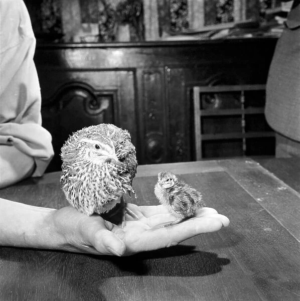 Quail chicks. January 1965 C104-009