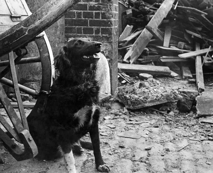 Framed Print : Queenie, a dog who lost her home, waiting to be taken away after a V1 flying bomb attack
