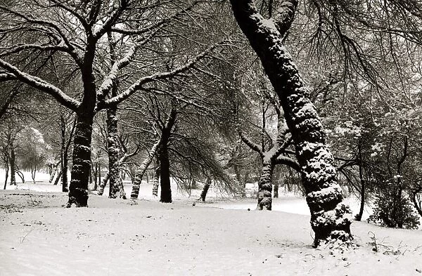 Queens Park Manchester Weather - Winter snow trees tree