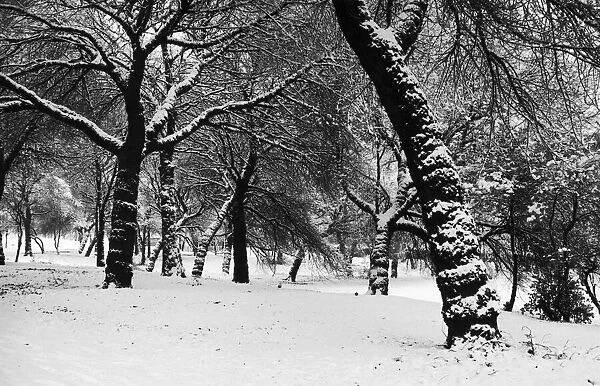 Queens Park Manchester Weather - Winter snow trees tree 11  /  12  /  1981