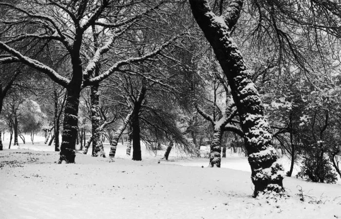 Framed Print : Queens Park Manchester Weather - Winter snow trees tree 11  /  12  /  1981