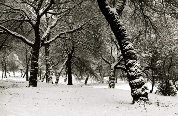 Framed Print : Queens Park Manchester Weather - Winter snow trees tree