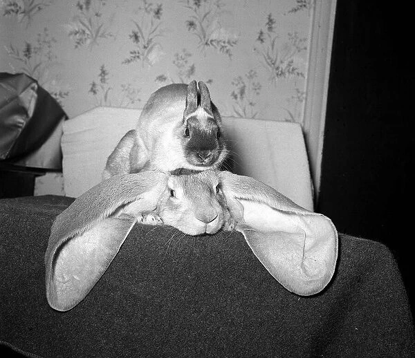 Rabbit with big ears October 1962