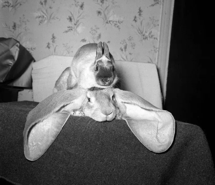 Framed Print : Rabbit with big ears October 1962