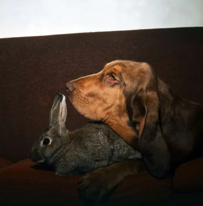 Framed Print : A Rabbit and Bloodhound dog together on the sofa August 1973 animal animals Framed Print : A Rabbit and Bloodhound dog together on the sofa August 1973 animal animals