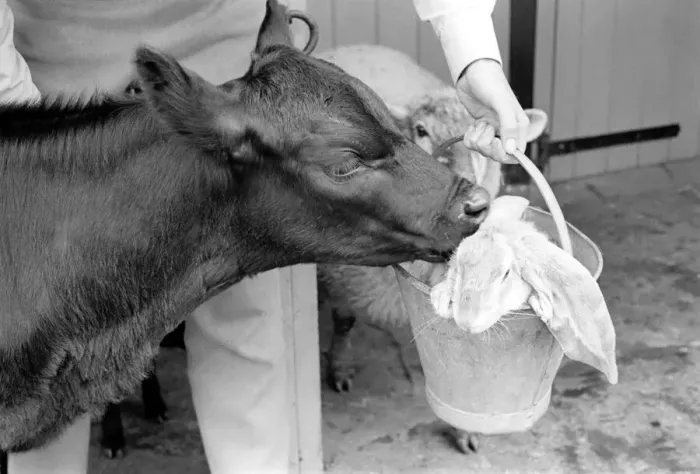 Framed Print : Rabbit in a bucket visiting friend at Battersea Zoo. January 1965 C77-005 Framed Print : Rabbit in a bucket visiting friend at Battersea Zoo. January 1965 C77-005