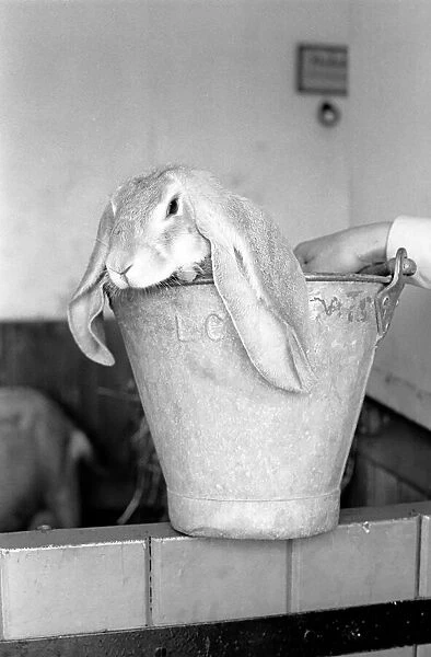 Rabbit in a bucket visiting friend at Battersea Zoo. January 1965 C77-001