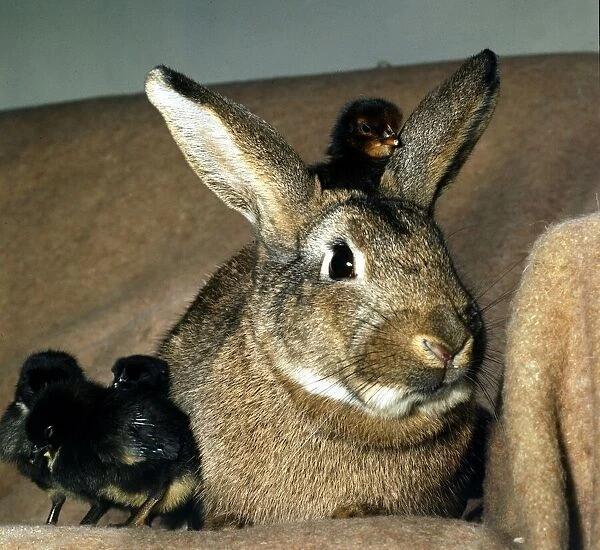 A rabbit with several cute fluffy chicks on his head March 1974