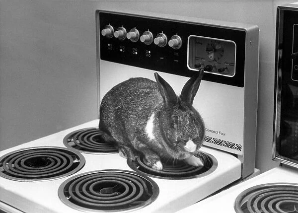 A rabbit on a electric cooker