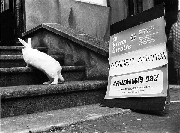 A rabbit goes for a theatre audition