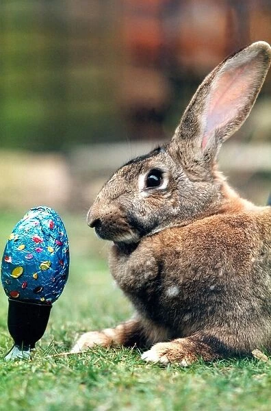 A rabbit keeping an eye on his Easter egg