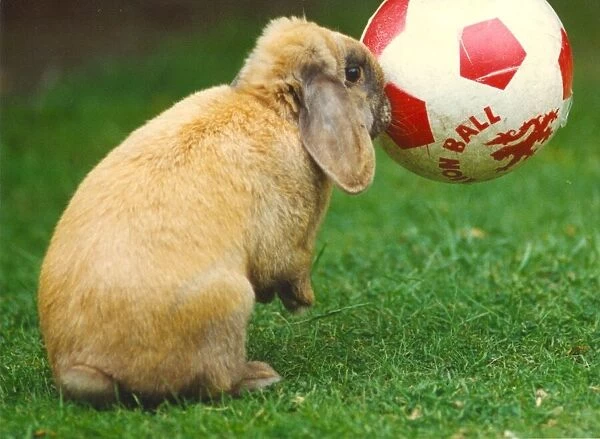 A rabbit playing with a football