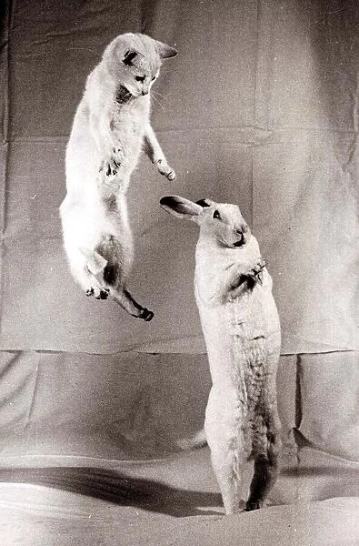 A rabbit standing on two legs with a cat jumping up in the air behind March 1952