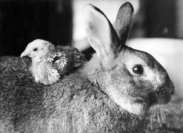 A rabbit takes a chick for a ride on its back