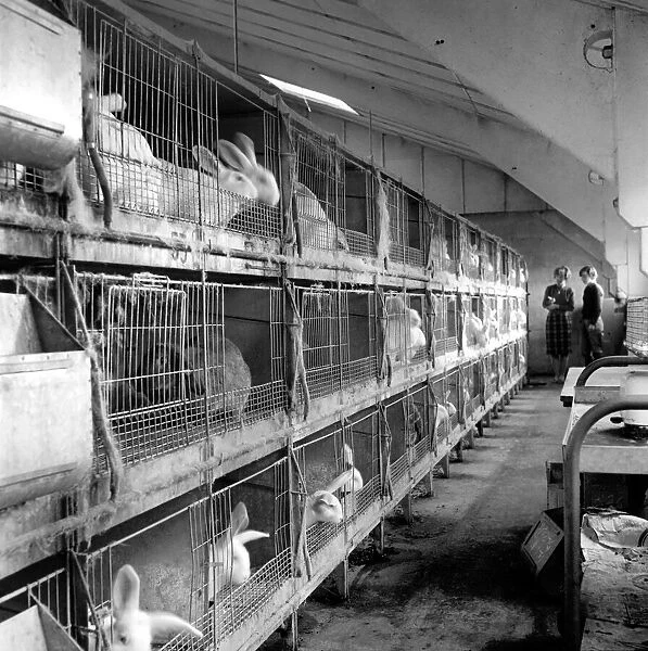 Rabbits bred in cage at a Rabbit farm. 1962 A871-001