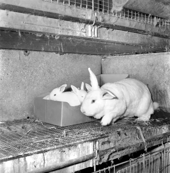 Framed Print : Rabbits bred in cage at a Rabbit farm. 1962 A871-002 Framed Print : Rabbits bred in cage at a Rabbit farm. 1962 A871-002