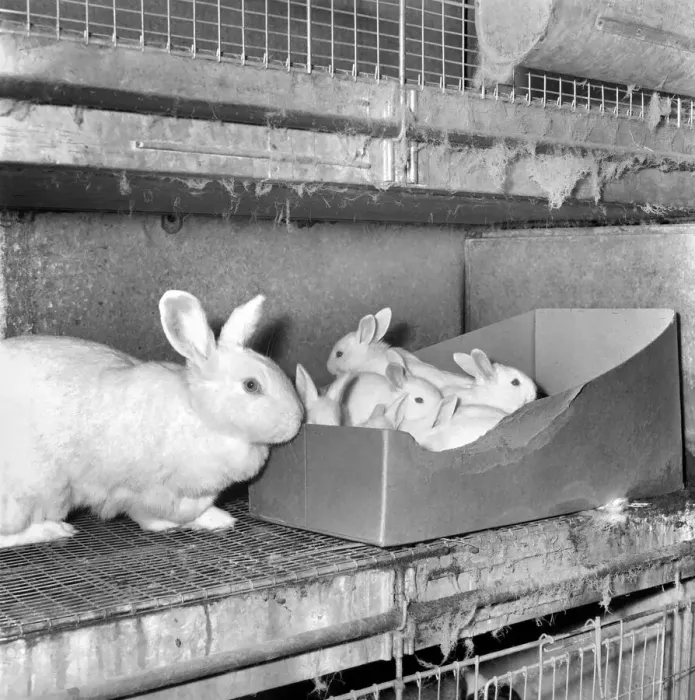 Framed Print : Rabbits bred in cage at a Rabbit farm. 1962 A871-003 Framed Print : Rabbits bred in cage at a Rabbit farm. 1962 A871-003