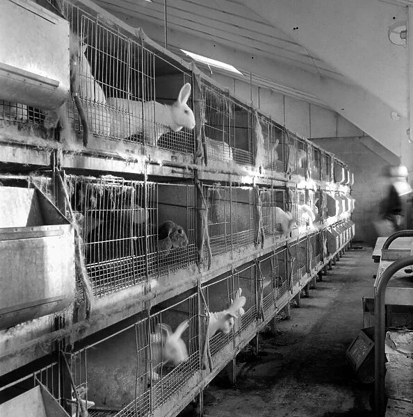 Rabbits bred in cage at a Rabbit farm. 1962 A871-004