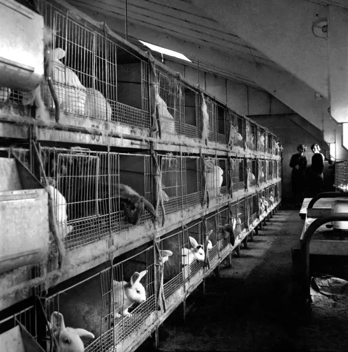 Framed Print : Rabbits bred in cage at a Rabbit farm. 1962 A871-006 Framed Print : Rabbits bred in cage at a Rabbit farm. 1962 A871-006