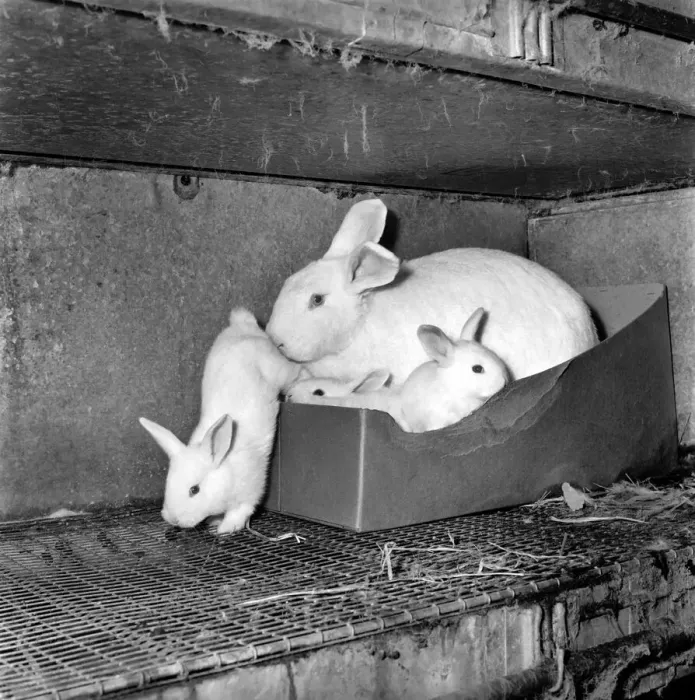 Framed Print : Rabbits bred in cage at a Rabbit farm. 1962 A871-007