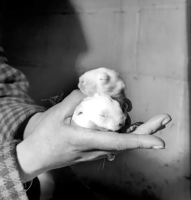 Framed Print : Rabbits bred in cage at a Rabbit farm. 1962 A871 Framed Print : Rabbits bred in cage at a Rabbit farm. 1962 A871