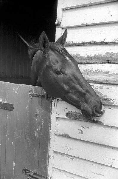 Race Horse Ocean King in his stables April 1975 75-2082-004