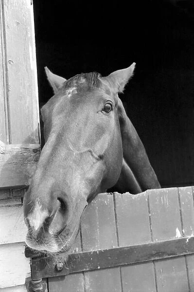 Race Horse Ocean King in his stables April 1975 75-2082-006