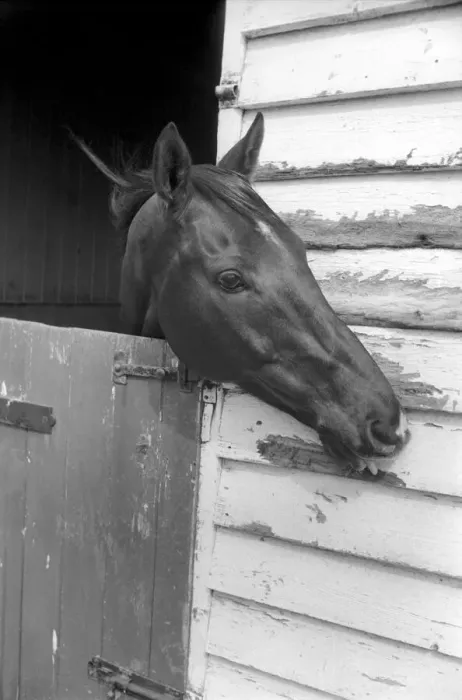 Framed Print : Race Horse Ocean King in his stables April 1975 75-2082-004 Framed Print : Race Horse Ocean King in his stables April 1975 75-2082-004
