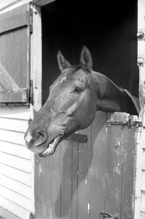 Framed Print : Race Horse Ocean King in his stables April 1975 75-2082-009