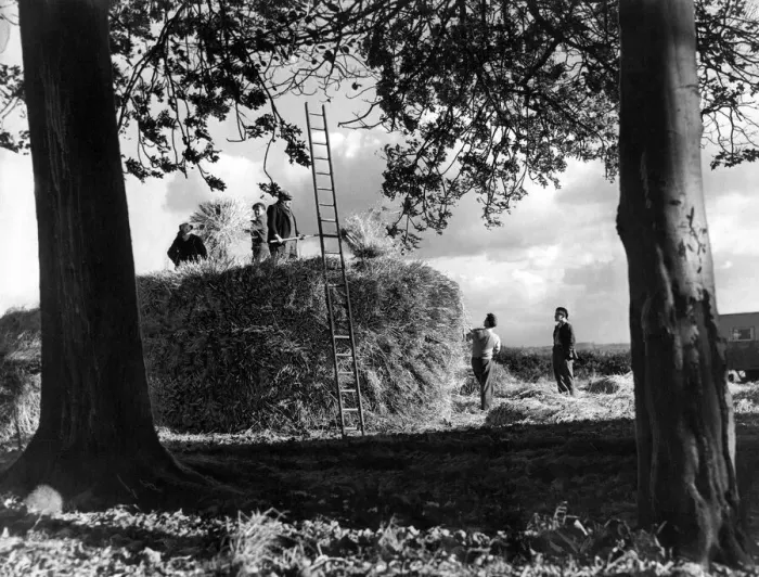 Framed Print : A race against the weather during harvest time at Brunton Farm, Gosforth, in October 1951 Framed Print : A race against the weather during harvest time at Brunton Farm, Gosforth, in October 1951