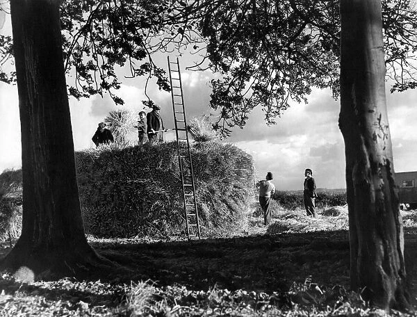 A race against the weather during harvest time at Brunton Farm, Gosforth, in October 1951