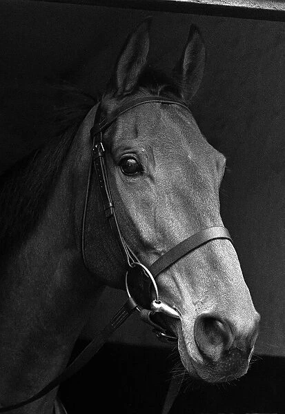Racehorse: Arkle at the stables of Tom Dreaper in - February 1966