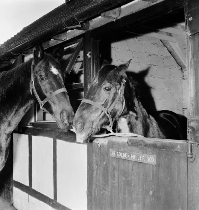 Framed Print : Racehorse Golden Miller at his stables. c. 1952 Framed Print : Racehorse Golden Miller at his stables. c. 1952