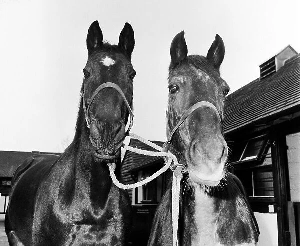 Racehorse Golden Miller at his stables with another horse. Circa 1952