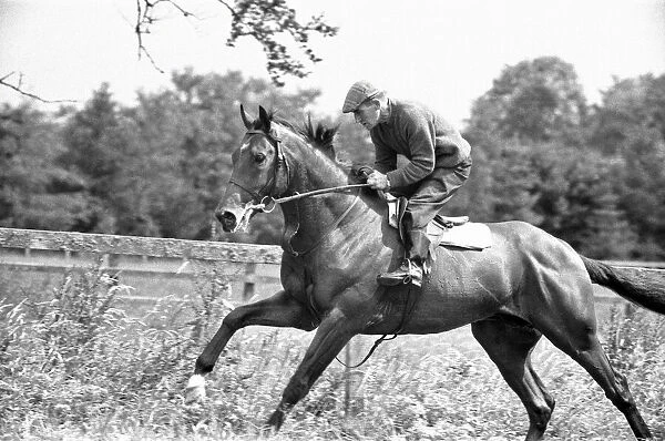 Racehorse Nijinsky at Vincent O Briens Baldoyle Stables during a training