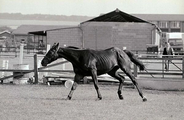 Racehorse Sea Pigeon at Malton stables. 21st July 1983