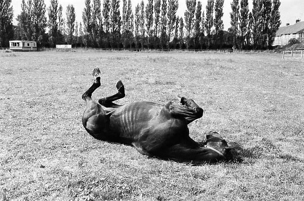 Racehorse Sea Pigeon winner of thirty-seven races seen here Rolling around a field in