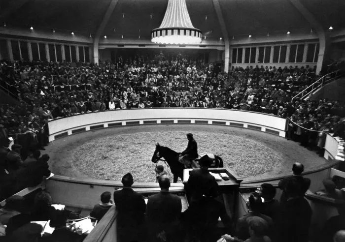 Framed Print : Racehorse Vaguely Noble walks around the parade ring at Tattersalls in Newmarket